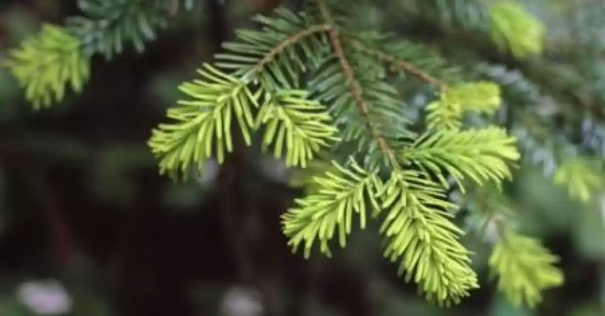 Tipi di Alberi di Natale