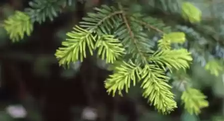 Tipi di Alberi di Natale