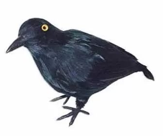 corvo nero halloween