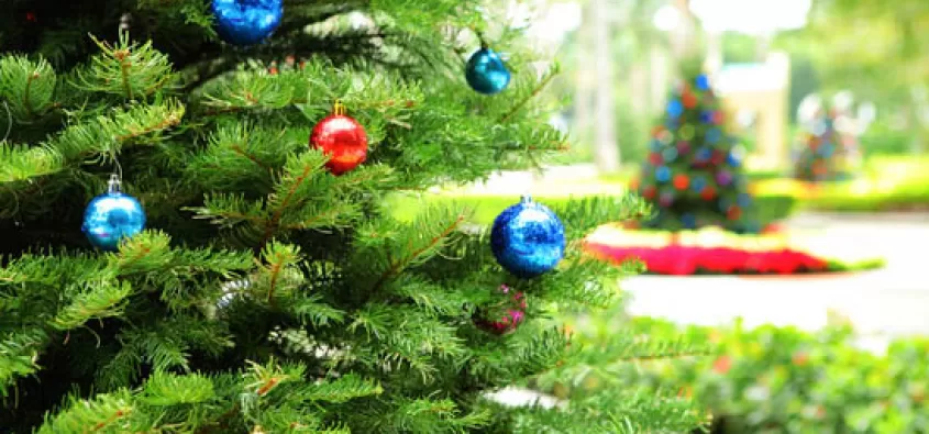 Tradizioni e origini dell'albero di Natale